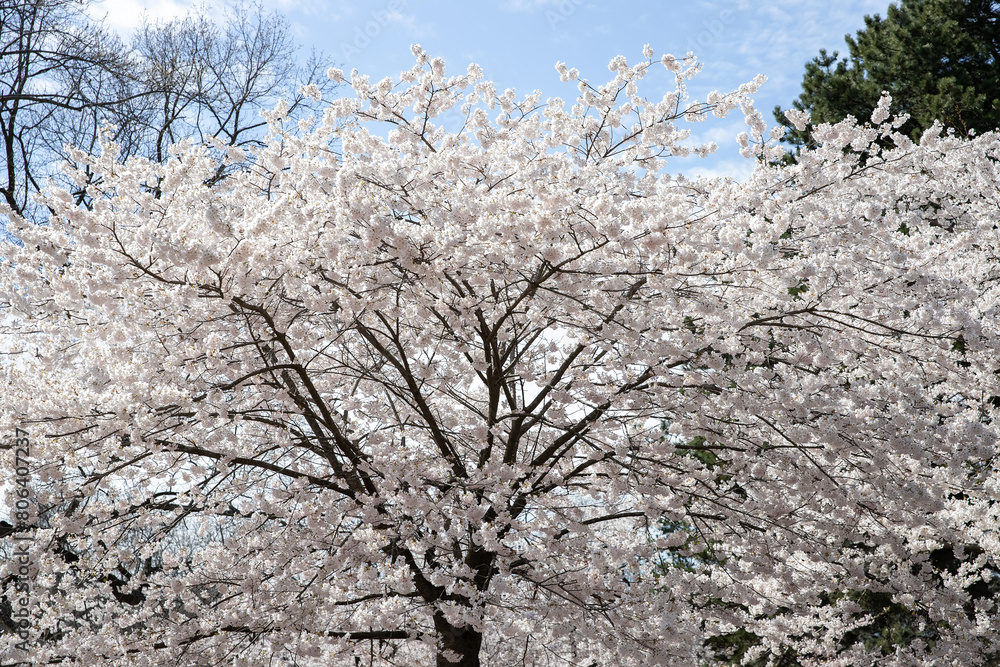 Cherry blossoms in full bloom in the city park in spring. High Park, Toronto. Cherry blossoms in full bloom in the city park in spring. High Park, Toronto.