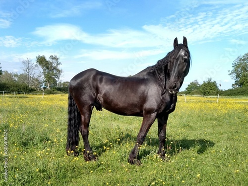 Big black Friesian horse in a field of yellow flowers during Spring © J.R. Rosewood