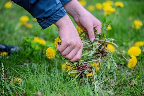 Close up of boy hands pulling and removing Dandelions weeds plant permanently from green lawn. Spring garden lawn care and weed control concept background.