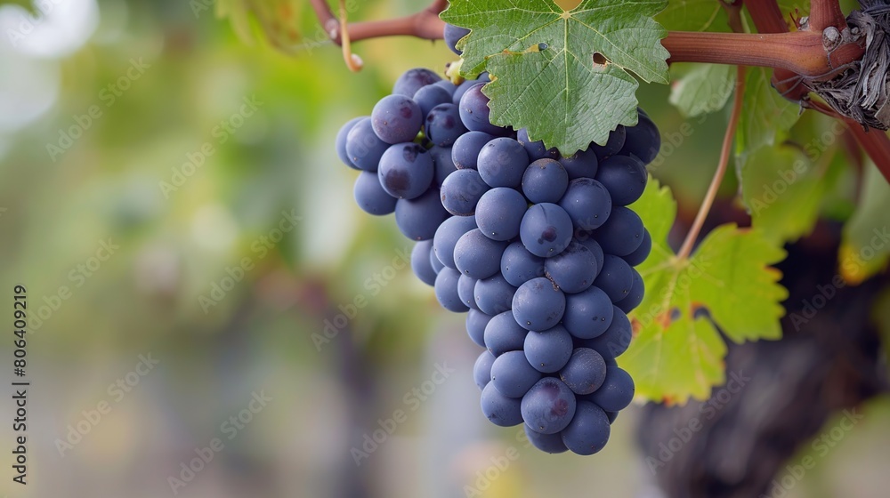 Close up of grapes hanging on branch . Generative Ai Close up of grapes hanging on branch . Generative Ai