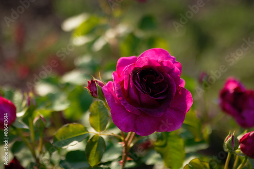 A closeup of a beautiful red Munstead Wood rose with green leaves in bokeh blur. © Mark Alan Howard