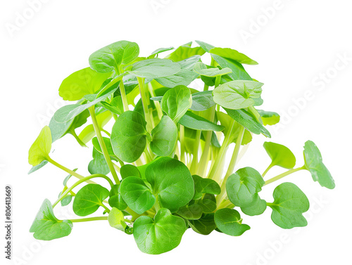 A Single Watercress with a Transparent Background PNG