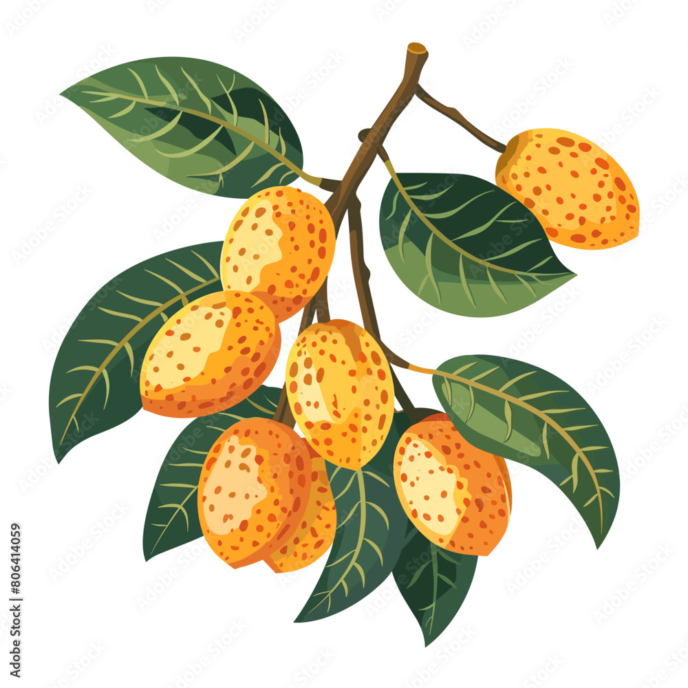A drawing of a bunch of loguat on a leaf. The loguat are all different sizes and are clustered together. The leaf is green and has a few veins. Scene is bright and cheerful A drawing of a bunch of loguat on a leaf. The loguat are all different sizes and are clustered together. The leaf is green and has a few veins. Scene is bright and cheerful
