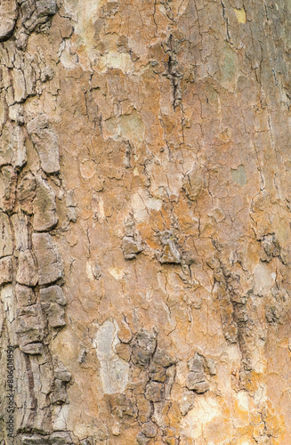 Embossed texture of the bark 