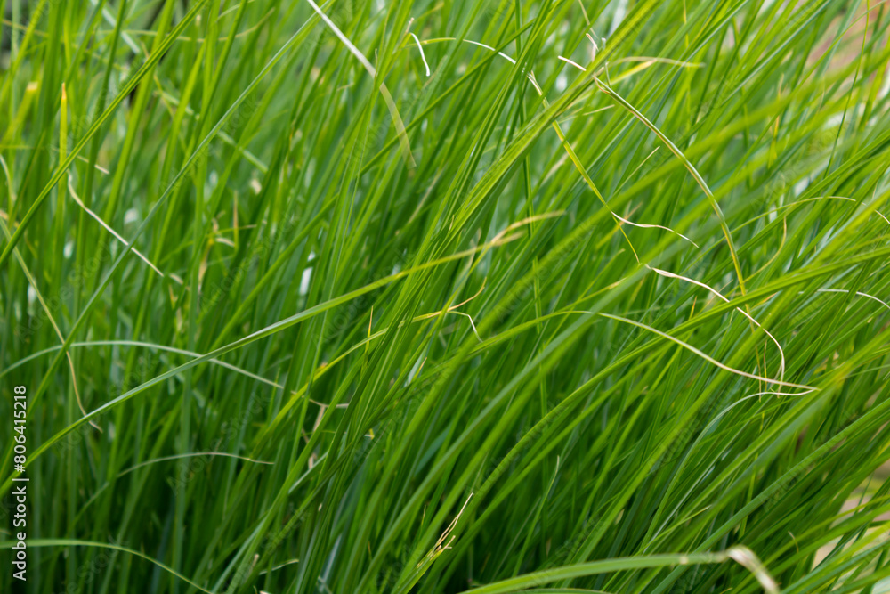 Green grass backgrounds Green grass backgrounds