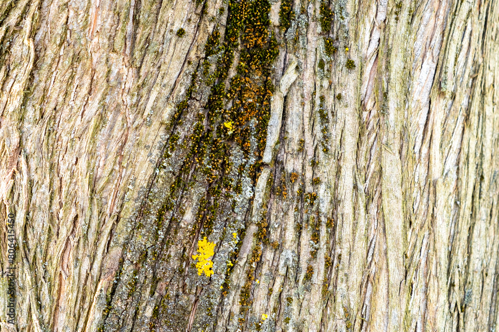 Obraz premium Relief texture of the bark of a tree with green moss 