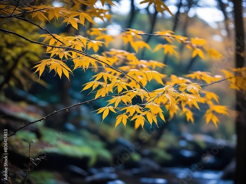 yellow leaves photo