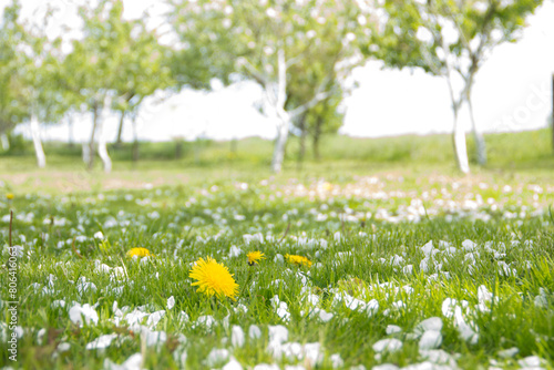 Yellow dandelions and white flowers of cherry or apple tree among green grass. Blooming flowers and leaves in garden on a spring sunny day. Plants close up