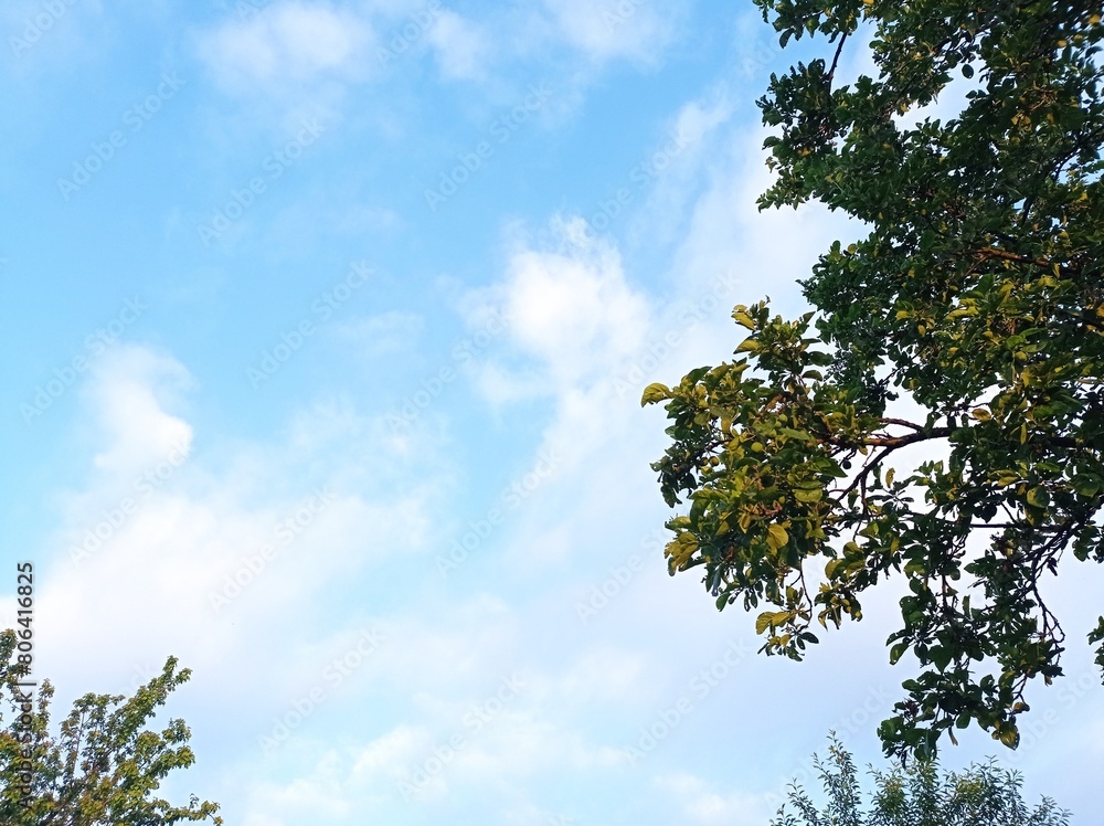 Obraz premium sky and tree