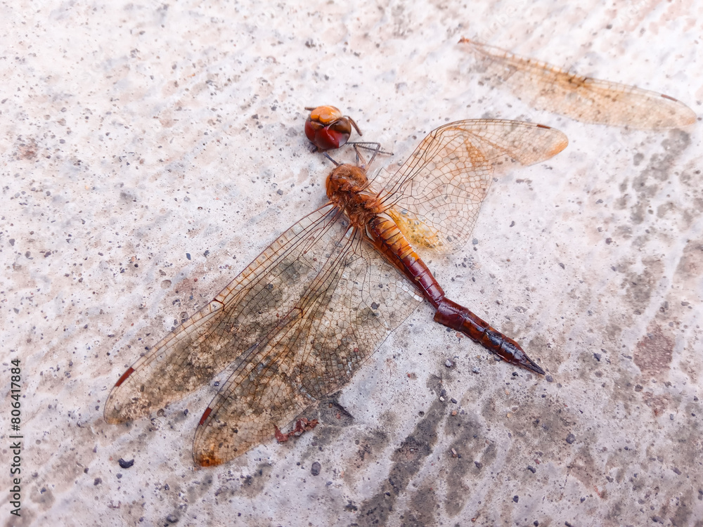 dead dragonfly on the cement floor. The dragonfly's head and wings are separated from its body. ants swarm around a dead dragonfly
dead dragonfly on the cement floor. The dragonfly's head and wings are separated from its body. ants swarm around a dead dragonfly