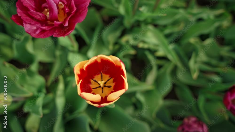 Camera approaches completely different flower, right into blossom Camera approaches completely different flower, right into blossom
