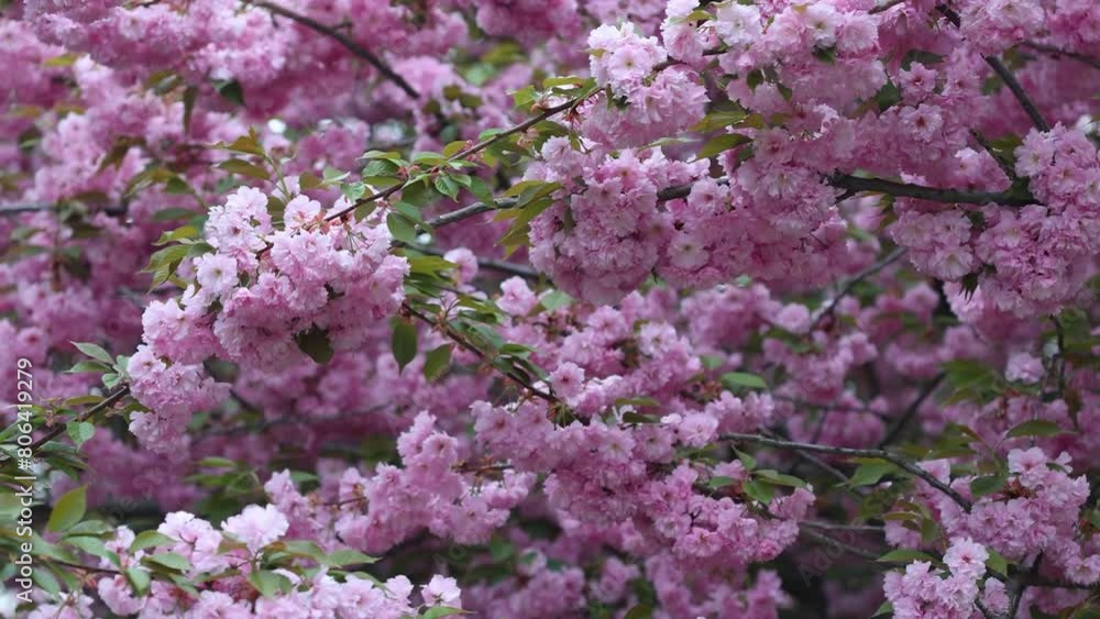 Sakura Cherry tree flowers on a wind Sakura Cherry tree flowers on a wind