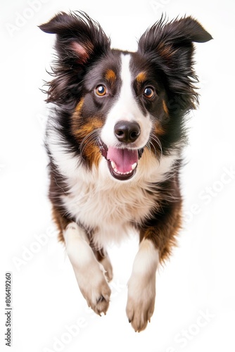 Mystic portrait of Border Collie Isolated on white background