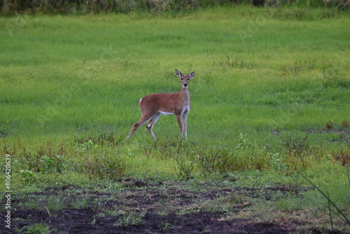 adult Florida Myakka River State park deer in the field after a rain