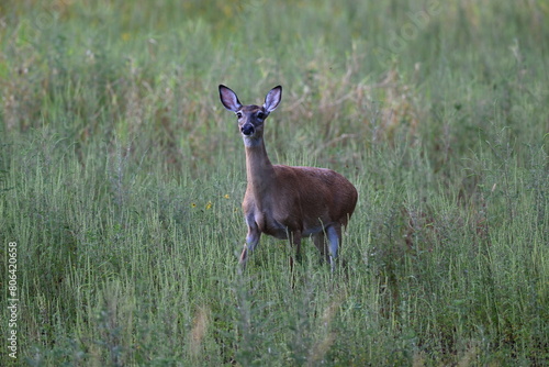 Myakka River State Park deer photo