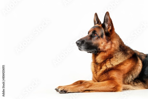 Mystic portrait of German Shepherd  copy space on right side  Close-up View   Isolated on white background