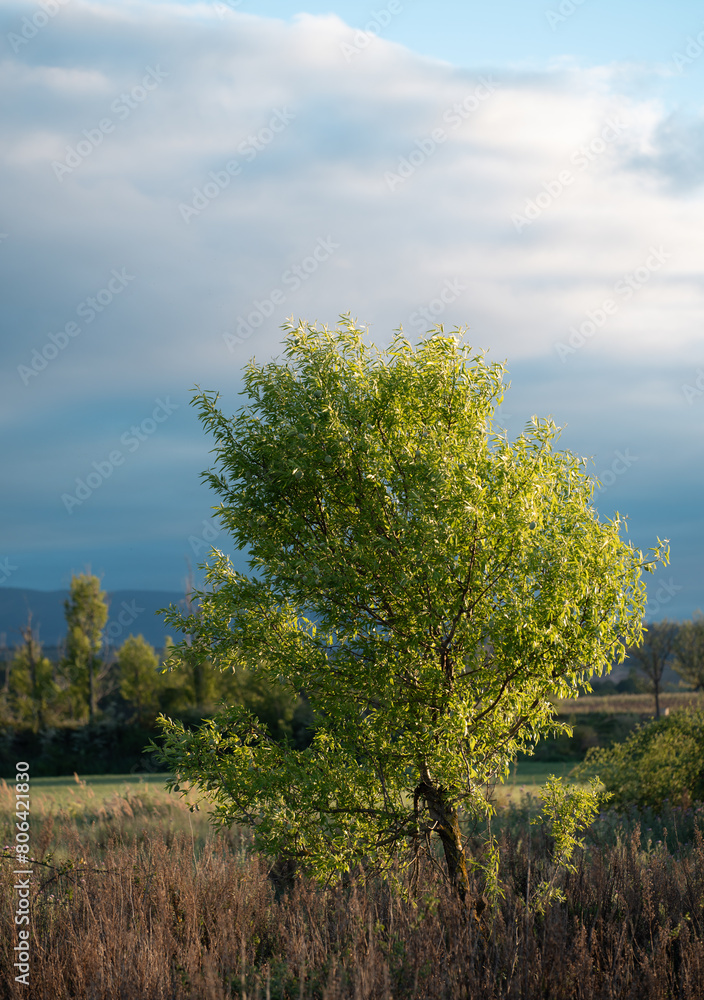 Fototapeta premium Sunlit Tree Against Cloudy Skies