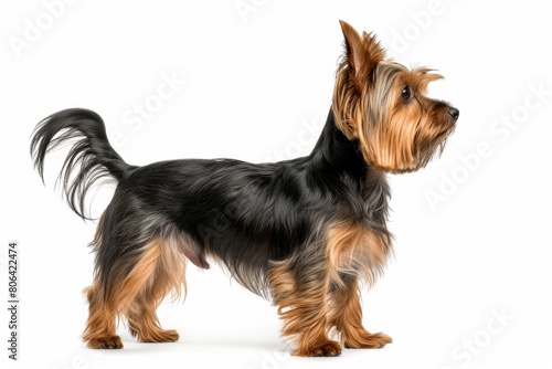 the beside view Yorkshire Terrier dog standing left side view white copy space on right