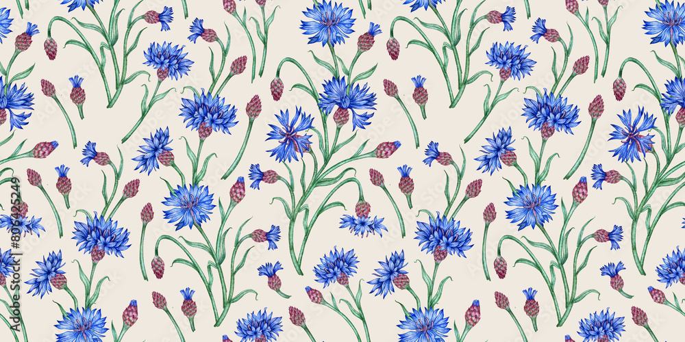 custom made wallpaper toronto digitalCornflowers blue flowers pattern on gray background watercolor illustration. Botanical composition element isolated from background. Suitable for cosmetics, aromatherapy, medicine, treatment, care,