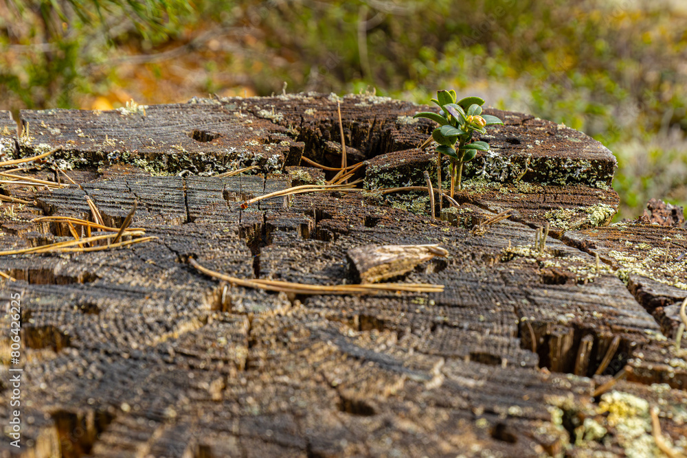 Pine stump insect house ecologically clean forest Pine stump insect house ecologically clean forest