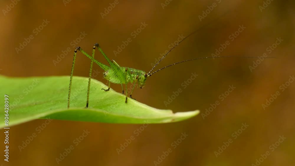 Macro shot of green grasshopper standing on green leaf. Macro shot of green grasshopper standing on green leaf.