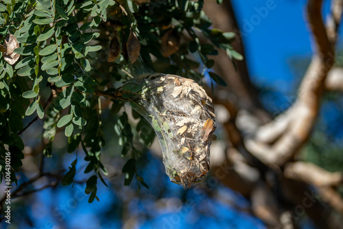 Tropical spider nest hanging on the tree