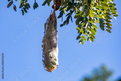 Tropical spider nest hanging on the tree