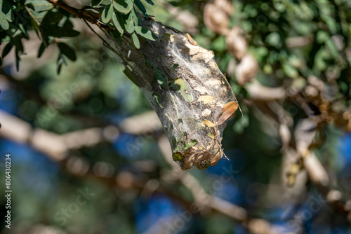 Tropical spider nest hanging on the tree