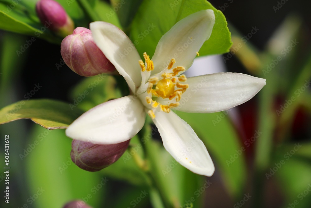 Fototapeta premium 春の朝日を浴びる白い花 レモンの花