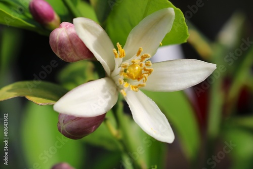 春の朝日を浴びる白い花　レモンの花