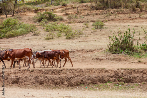 Cattle grazing along dusty roadside  Kenya