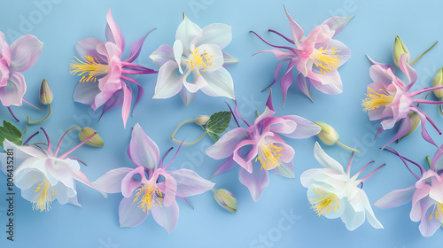 Columbines  Aquilegias 