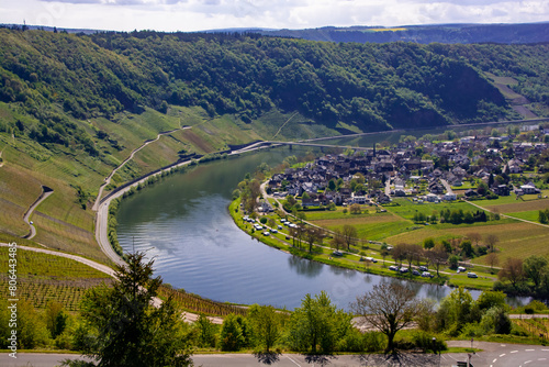 Mosel vineyards in spring photo