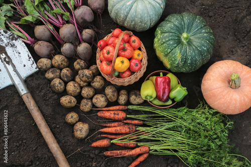 Wallpaper Mural Vegetables background texture in garden. Harvest of fresh raw carrot, beetroot, potato, tomato, pepper and pumpkin on soil, ground with shovel top view Torontodigital.ca