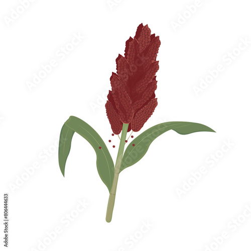 Logo Vector illustration Sorghum bicolor or great millet Jowar