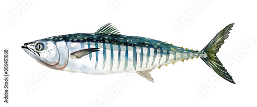 mackerel fish watercolor digital painting good quality
