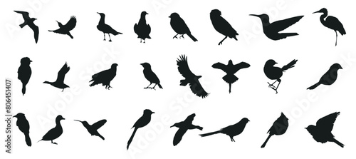 Bird silhouette collection