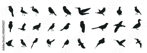 Bird silhouette collection. Birds of prey vector silhouettes collection. Black bird silhouette collection. Set of black bird silhouette isolated.
