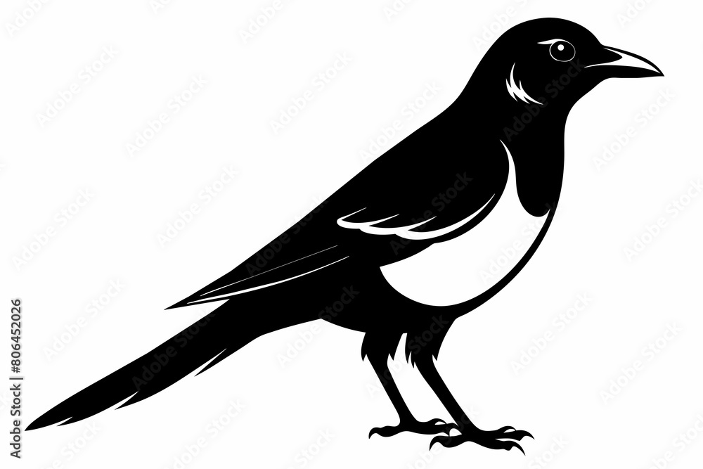 Fototapeta premium Magpie silhouette on white background, Vector illustration, icon, svg, characters, Holiday t shirt, Hand drawn trendy Vector illustration