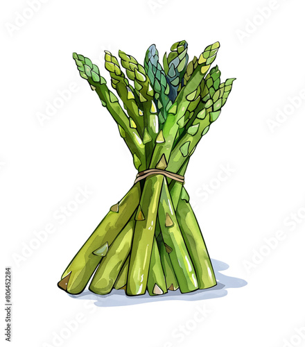 asparagus watercolor digital painting good quality