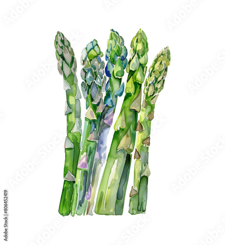 asparagus watercolor digital painting good quality