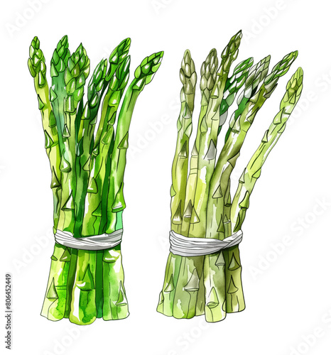 asparagus watercolor digital painting good quality