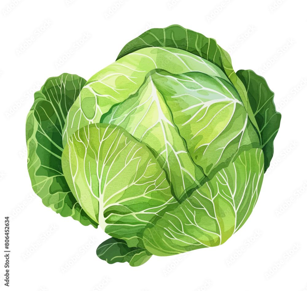 Fototapeta premium cabbage watercolor digital painting good quality