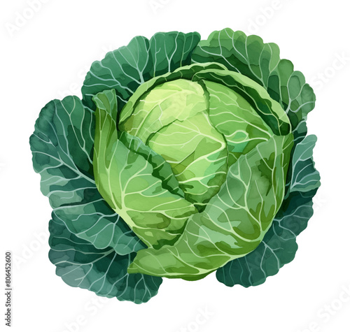 cabbage watercolor digital painting good quality
