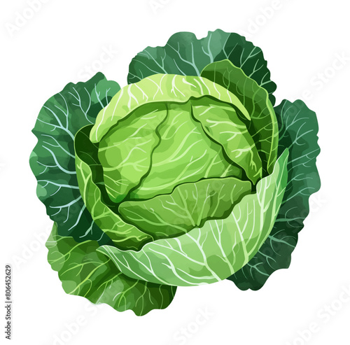 cabbage watercolor digital painting good quality
