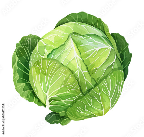 cabbage watercolor digital painting good quality