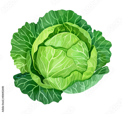 cabbage watercolor digital painting good quality