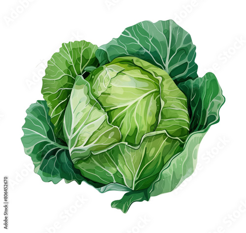 cabbage watercolor digital painting good quality