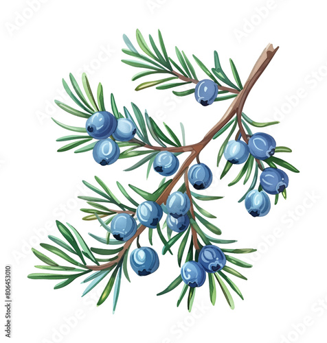 juniper watercolor digital painting good quality