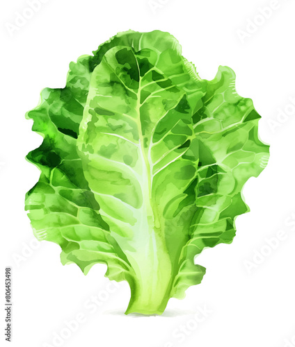lettuce watercolor digital painting good quality